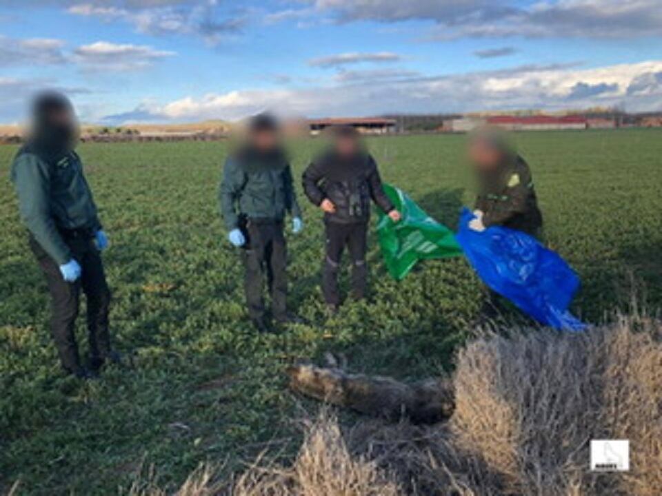 ASCEL denuncia en Fiscalía que el veneno campa a sus anchas en Palencia provocando la muerte de una loba y varios buitres