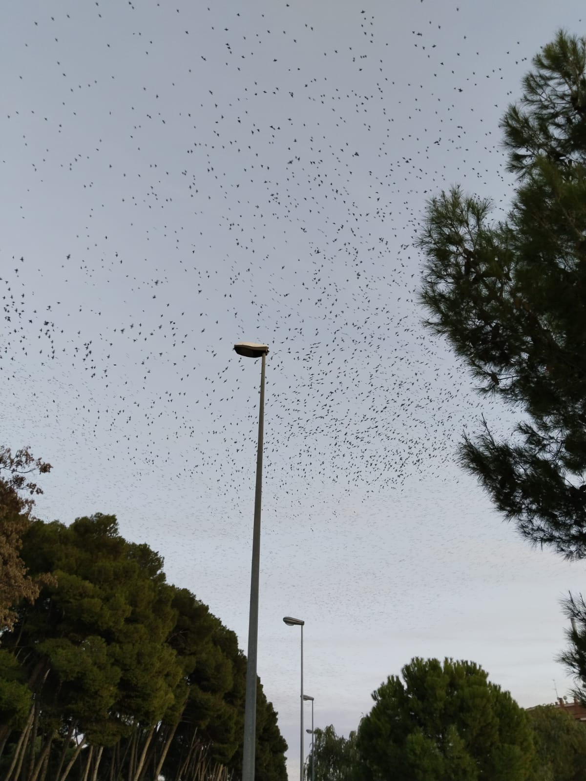 Bandada de estorninos en Huesca