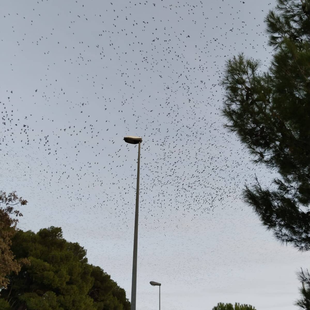 El Ayuntamiento de Huesca podará los dormitorios de los estorninos para evitar su masificación