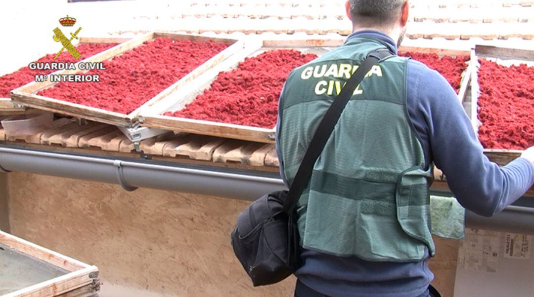 La operación se ha saldado con un total de 87 kilos de azafrán intervenido