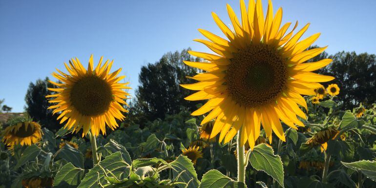 Los agricultores esperan lluvias para completar una buena campaña del girasol.