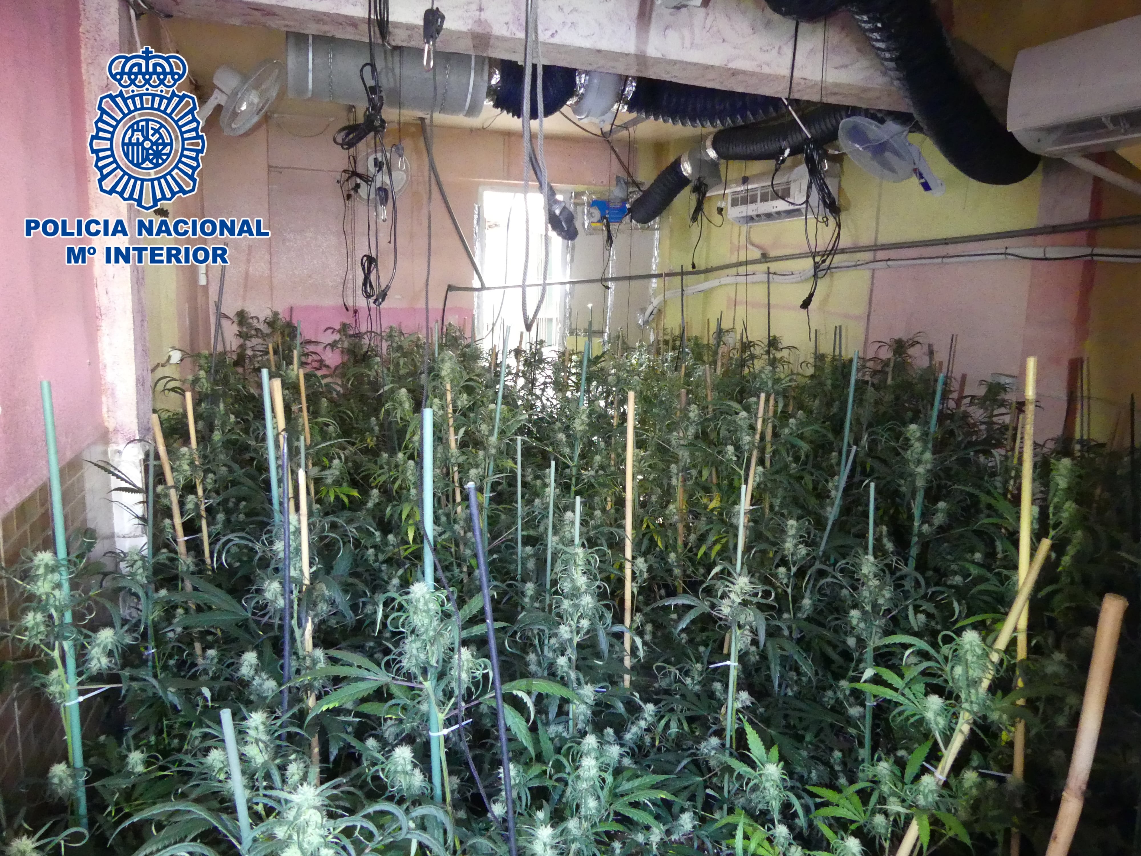 Sorprendidos con 500 plantas de marihuana en un cultivo "indoor" en Alcantarilla