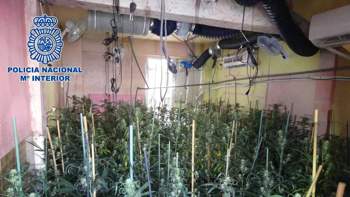 Sorprendidos con 500 plantas de marihuana en un cultivo "indoor" en Alcantarilla