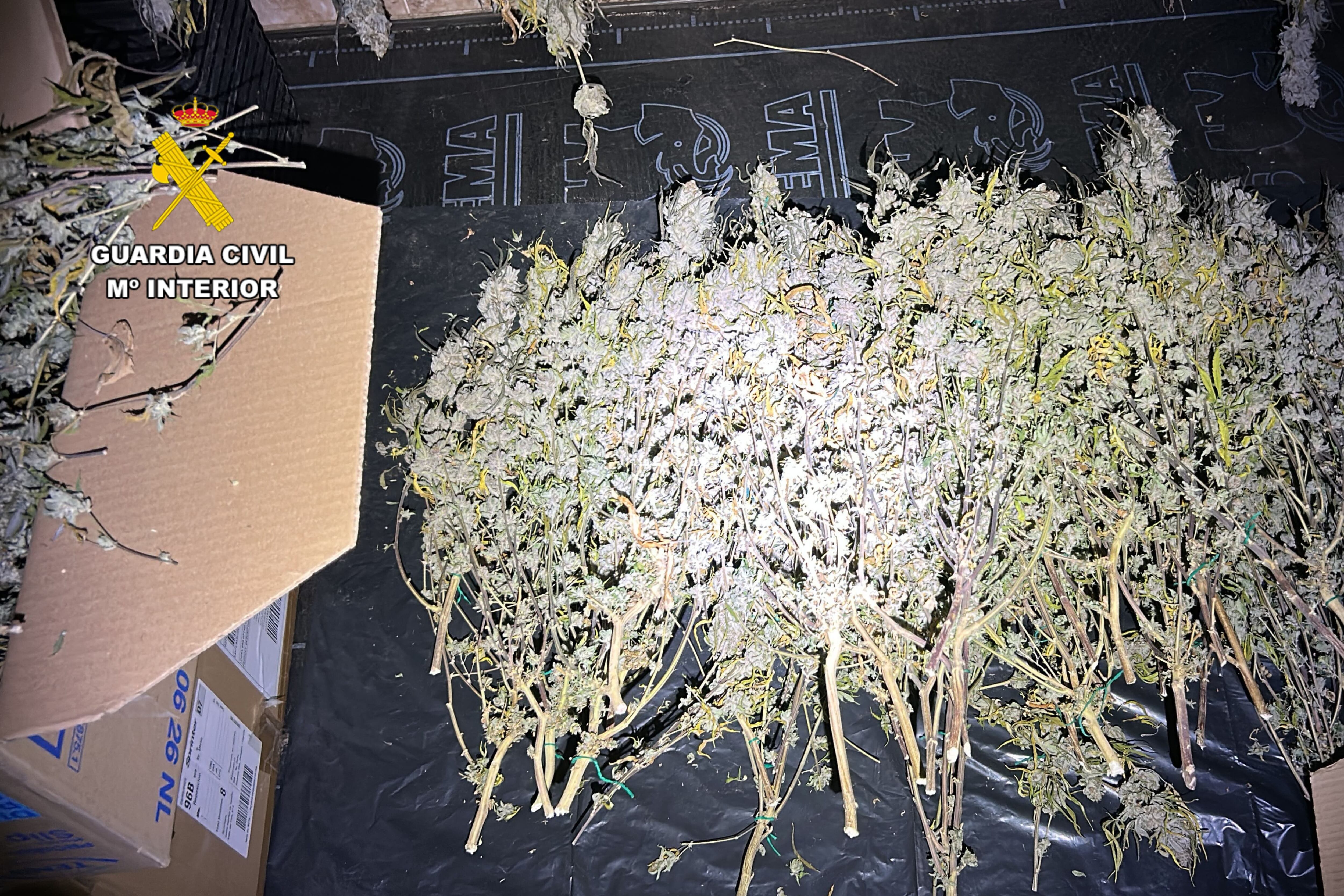 Detenido por cultivar 346 plantas de cannabis en Puendeluna