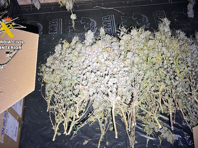 Detenido por cultivar 346 plantas de cannabis en Puendeluna