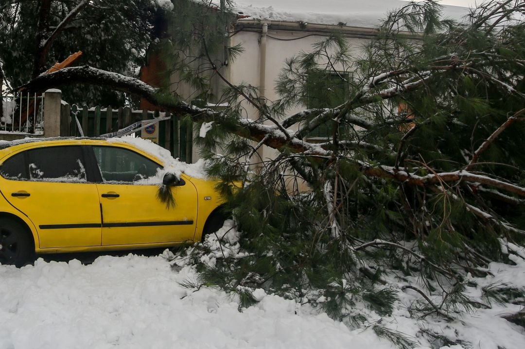 Un árbol derrumbado sobre un coche, tras la nevada fruto del temporal Filomena, en Pozuelo de Alarcón (España).