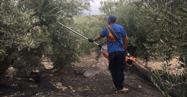 Un hombre trabaja en un tajo durante la campaña de la aceituna.