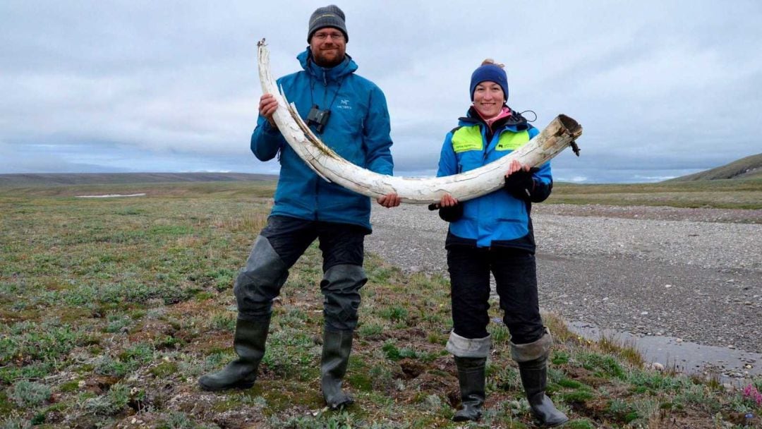 El colmillo de mamut del que se ha extraído el ADN