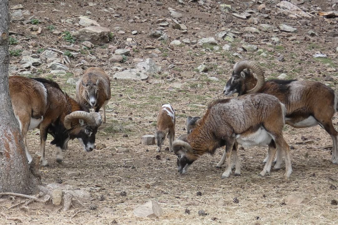 La reserva catalana Wild Forest.
