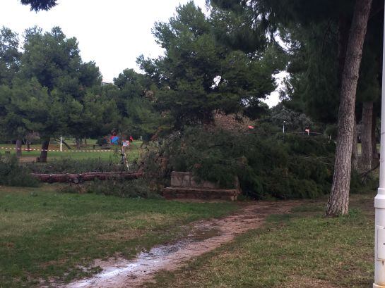 Varios árboles se han desplomado en el Jardín del Turia