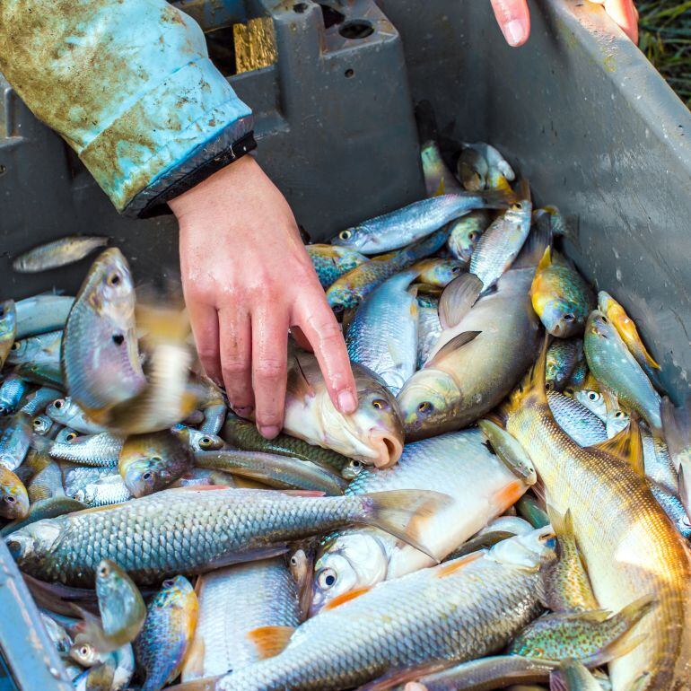 Decomisados 35 kilos de pescado capturado de forma ilegal