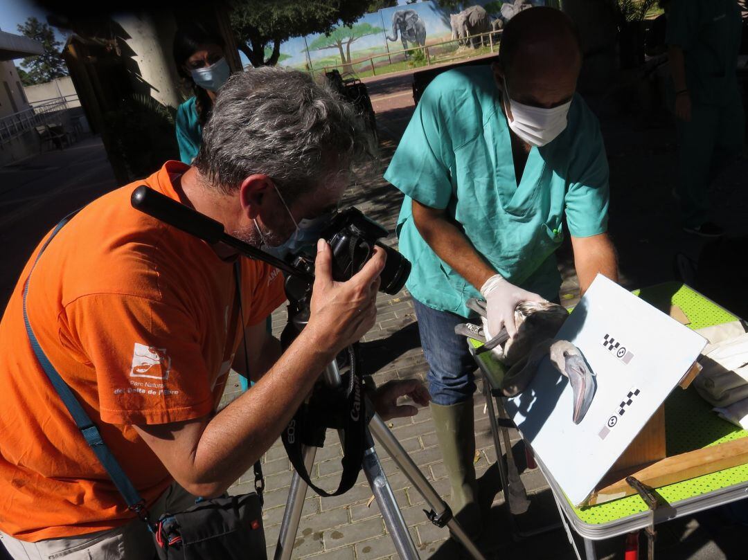 Un biólogo chequea uno de los pollos de flamencos del Zoobotánico 