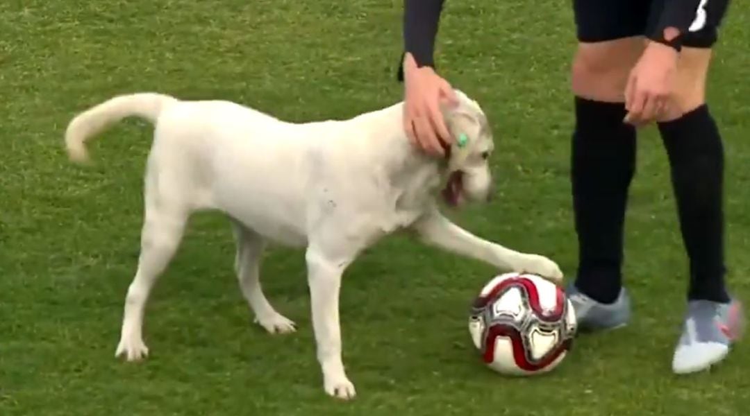 El perro se puso a jugar con el balón del partido.