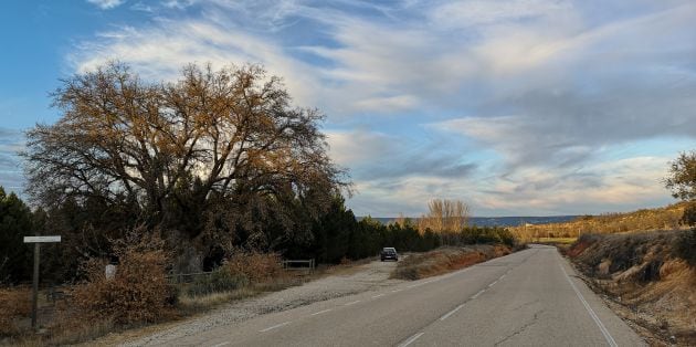 El árbol se encuentra al pie de la carretera de Pajares a Torrecilla.