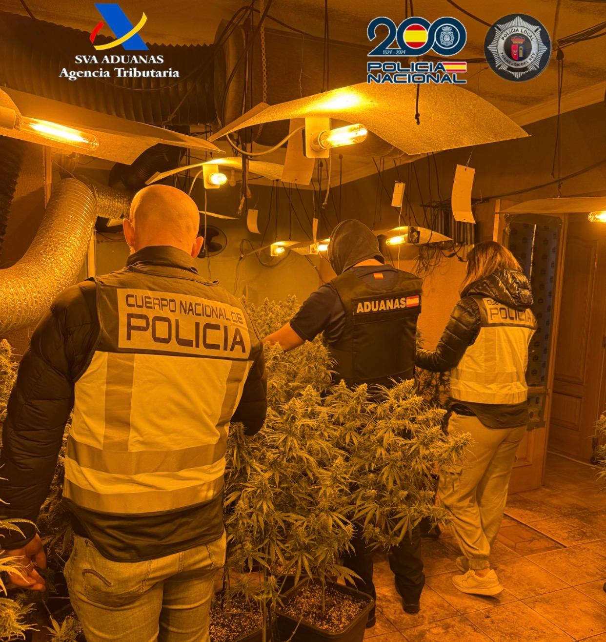 Cultivo de marihuana en Torrejón del Rey