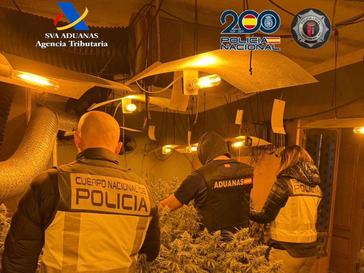 Más de 500 plantas de marihuana en un chalé de Torrejón del Rey