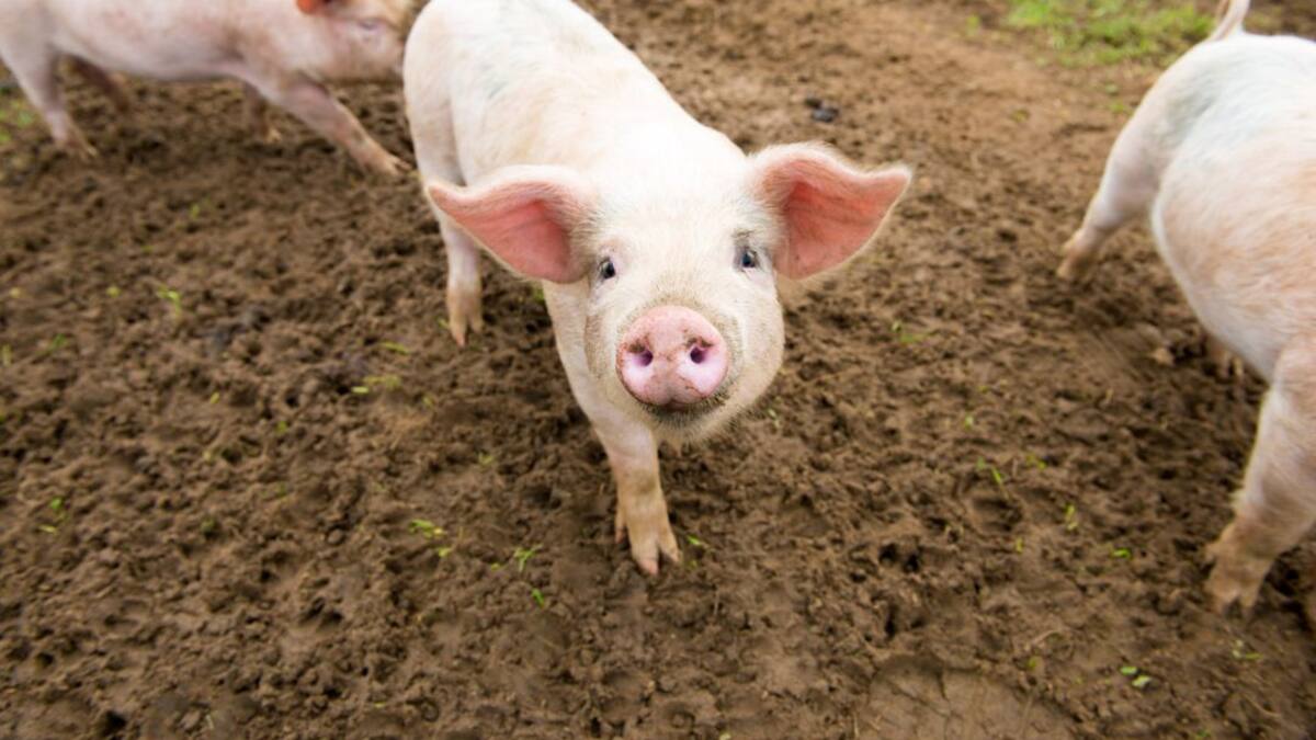 En defensa de la matanza tradicional