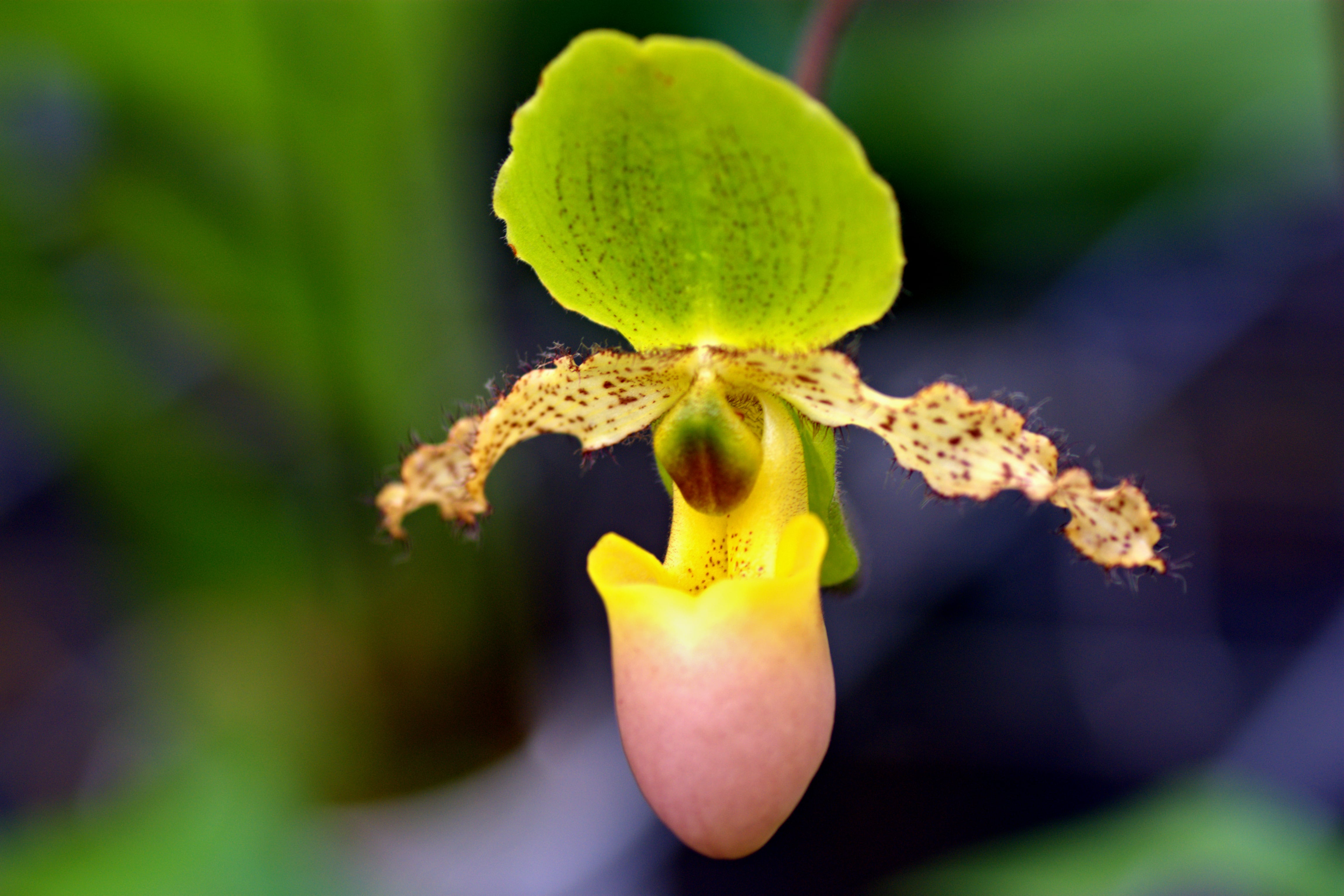 Cypripedium calceolus