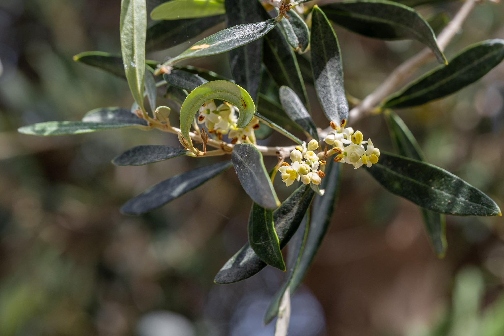 Flor del olivo durante la floración de la primavera