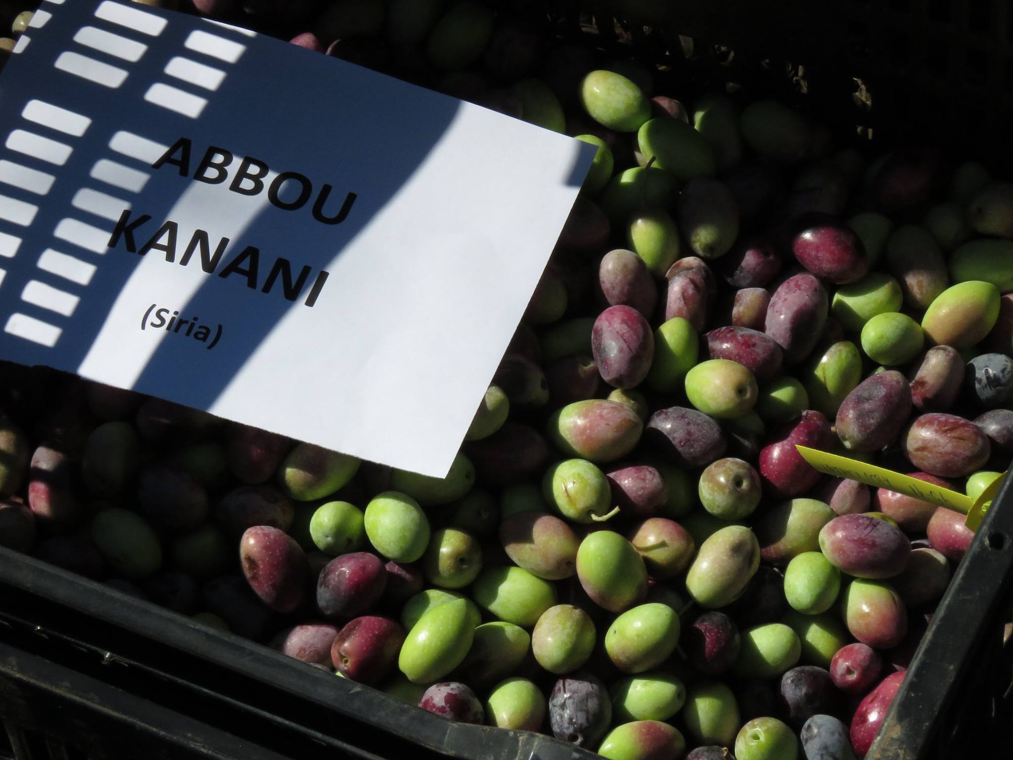 Aceituna Abbou Kanani,originaria de Siria, una de las variedades de aceituna del Banco Mundial de Germoplasma del Olivo con sede en el IFAPA de la Alameda del Obispo  y en la Universidad de Córdoba  