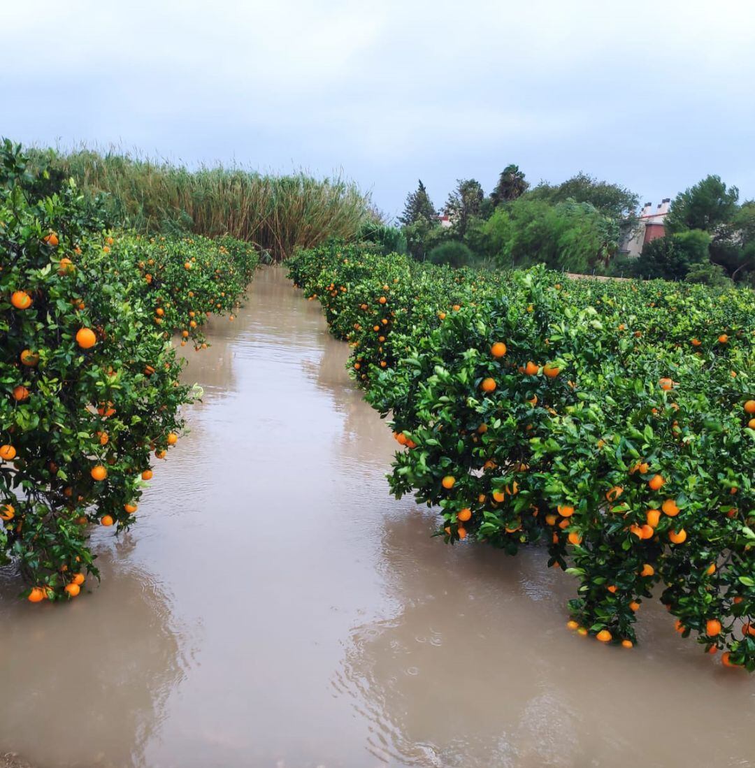 Campo de cítricos inundado tras las lluvias 