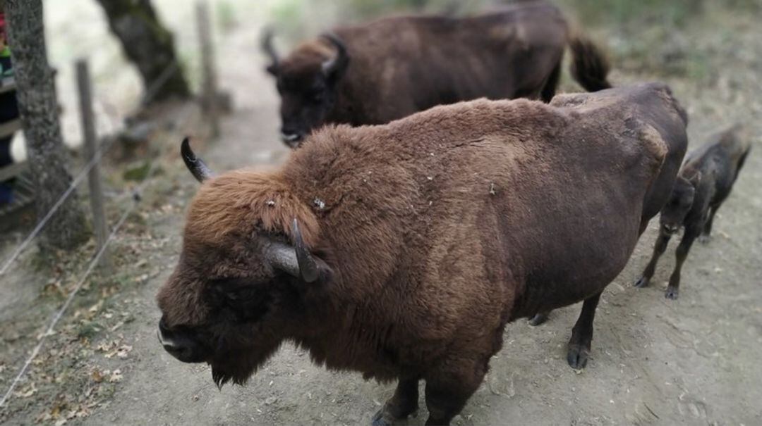 Emprenden una recogida de firmas contra los nuevos controles a los que se pretende someter a los bisontes de San Cebrián de Mudá (Palencia) al entender que su vida peligra