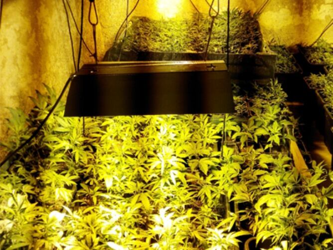 Imatge de la web de l'Ajuntament de Cardona de la plantació de marihuana