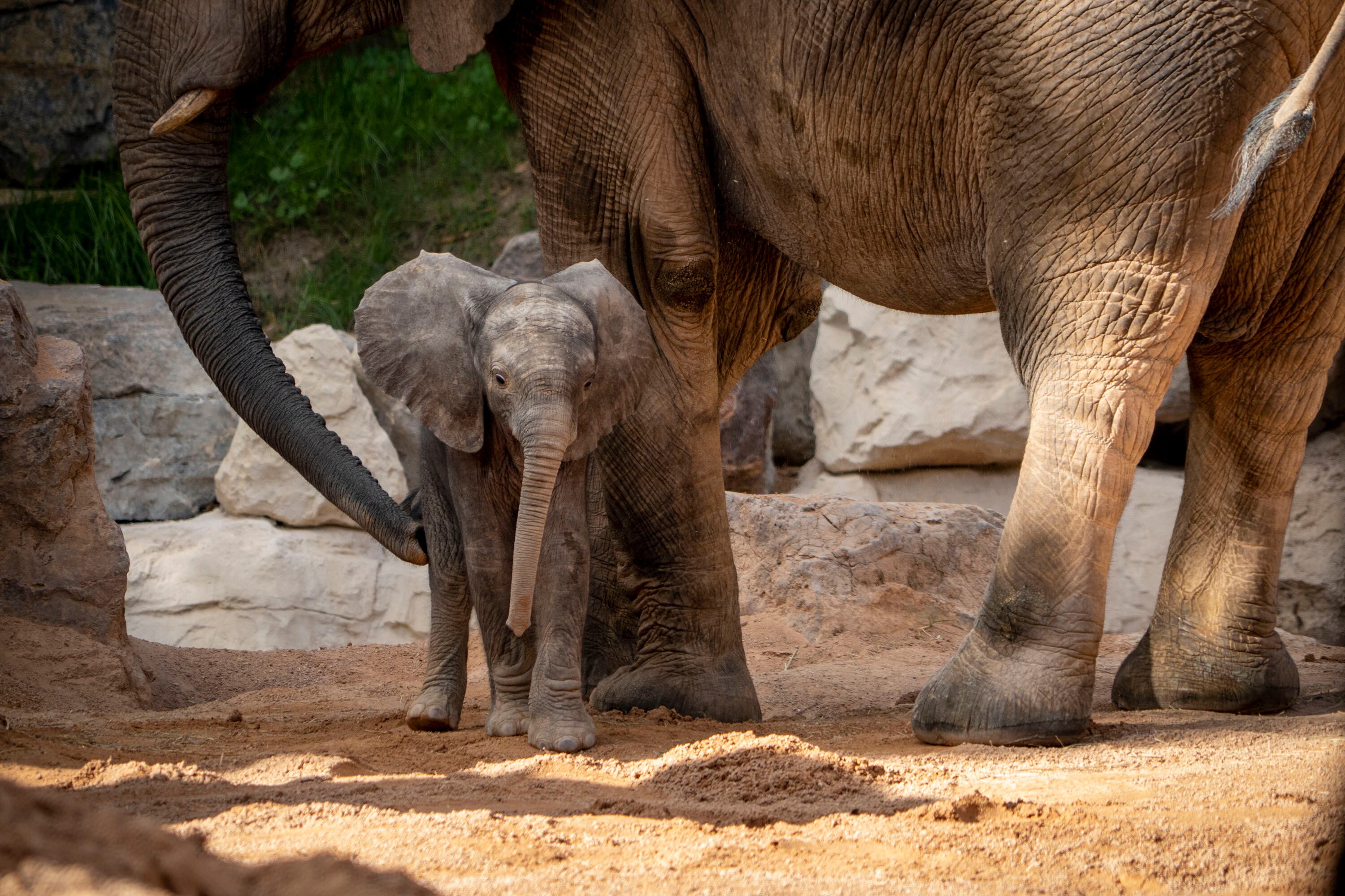 Primer elefante nacido en la Comunitat Valenciana, en BIOPARC Valencia.