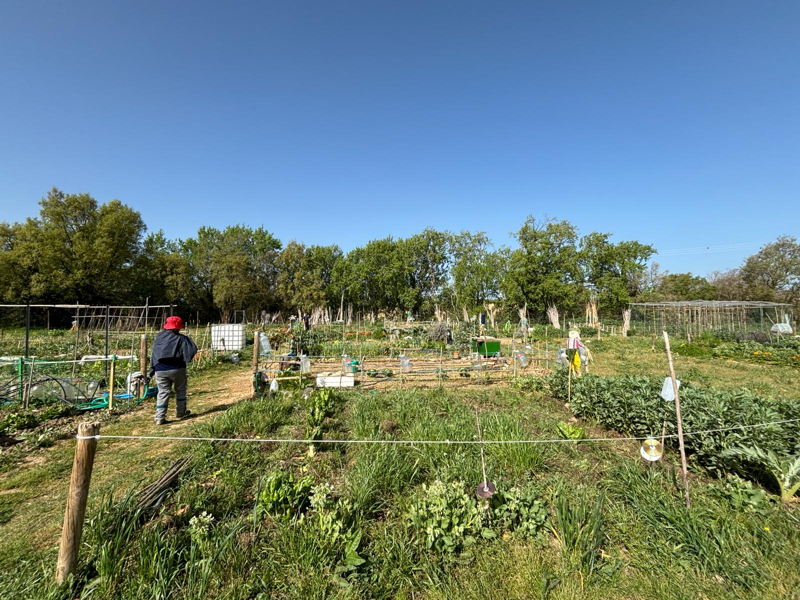 Imagen de varios huertos urbanos en la finca de Daniel Calasanz