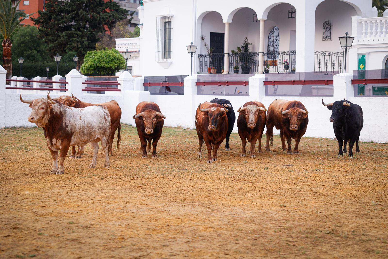 Los toros de Alcurrucén en uno de los corrales de la Venta de Antequera