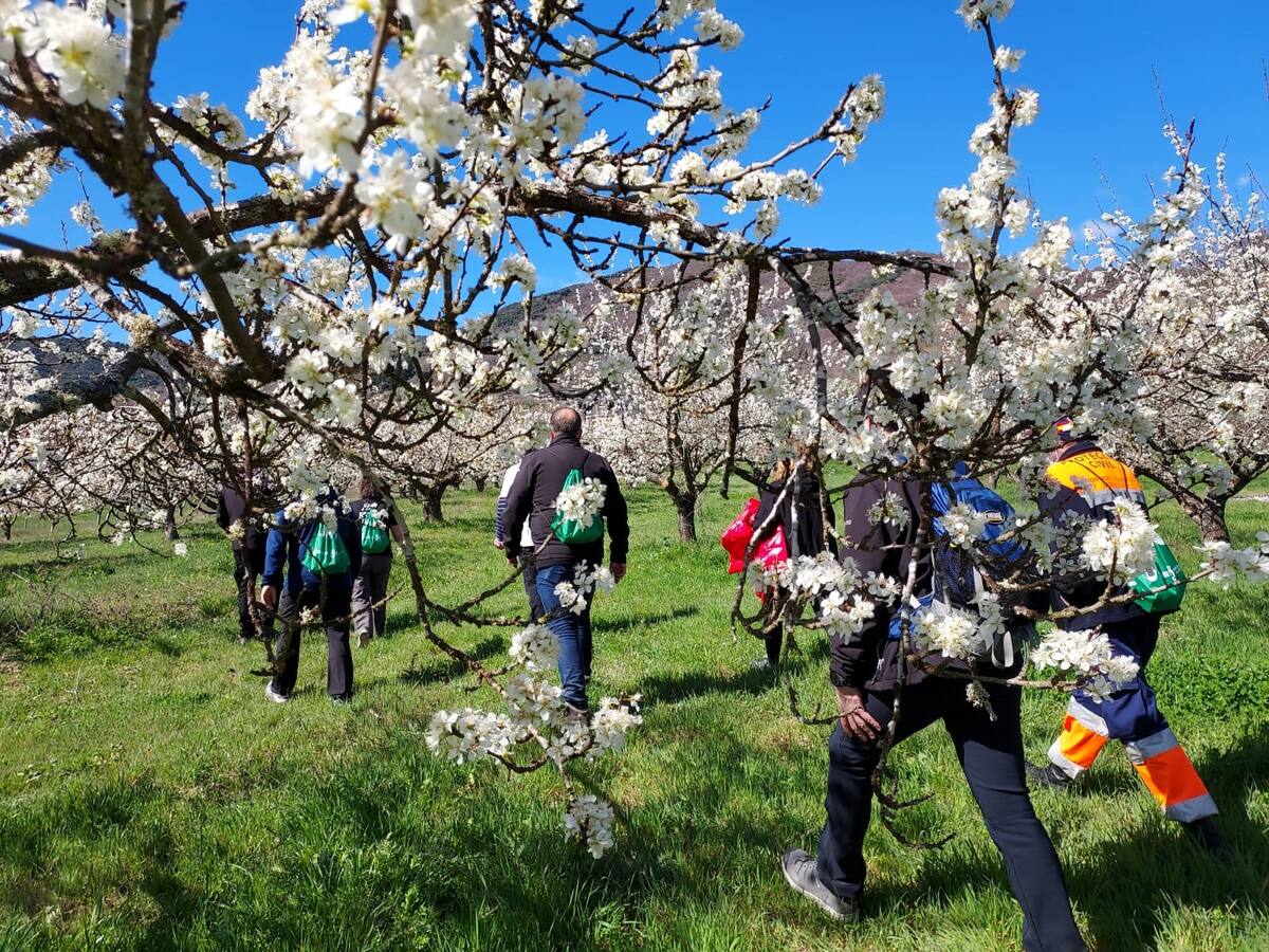 La ruta de la cereza muestra su esplendor de floración mientras el sol tapa los daños que caen del cielo por las heladas