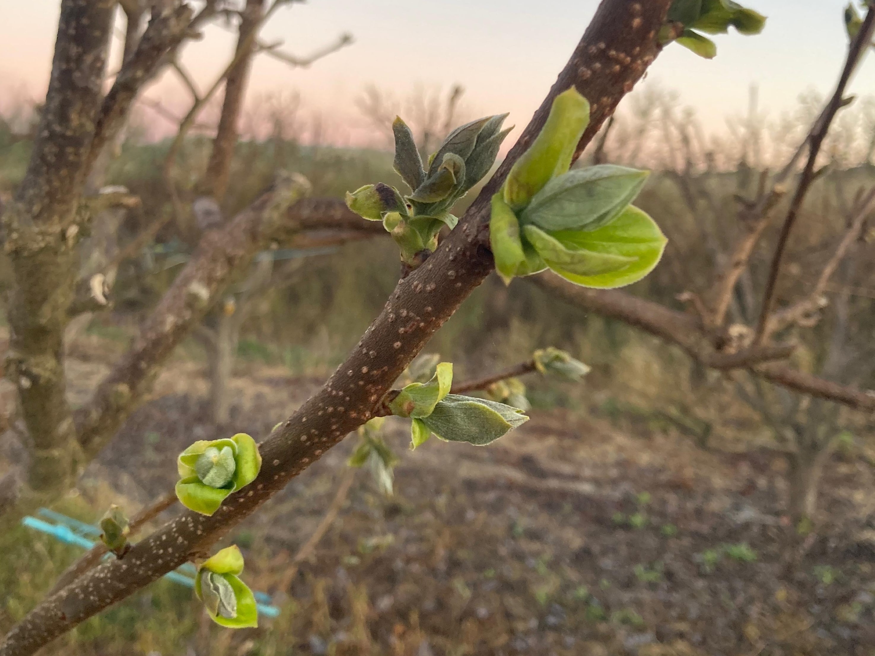 Cultivo afectado por las heladas de finales de marzo en la Comunitat Valenciana