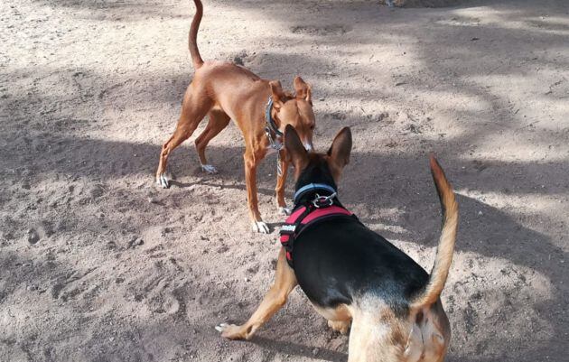 Jara en el espacio canino, haciendo amistad con otro perro