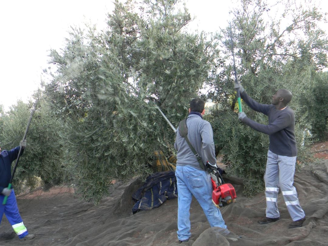 Agricultores trabajando en la recolección de la aceituna.