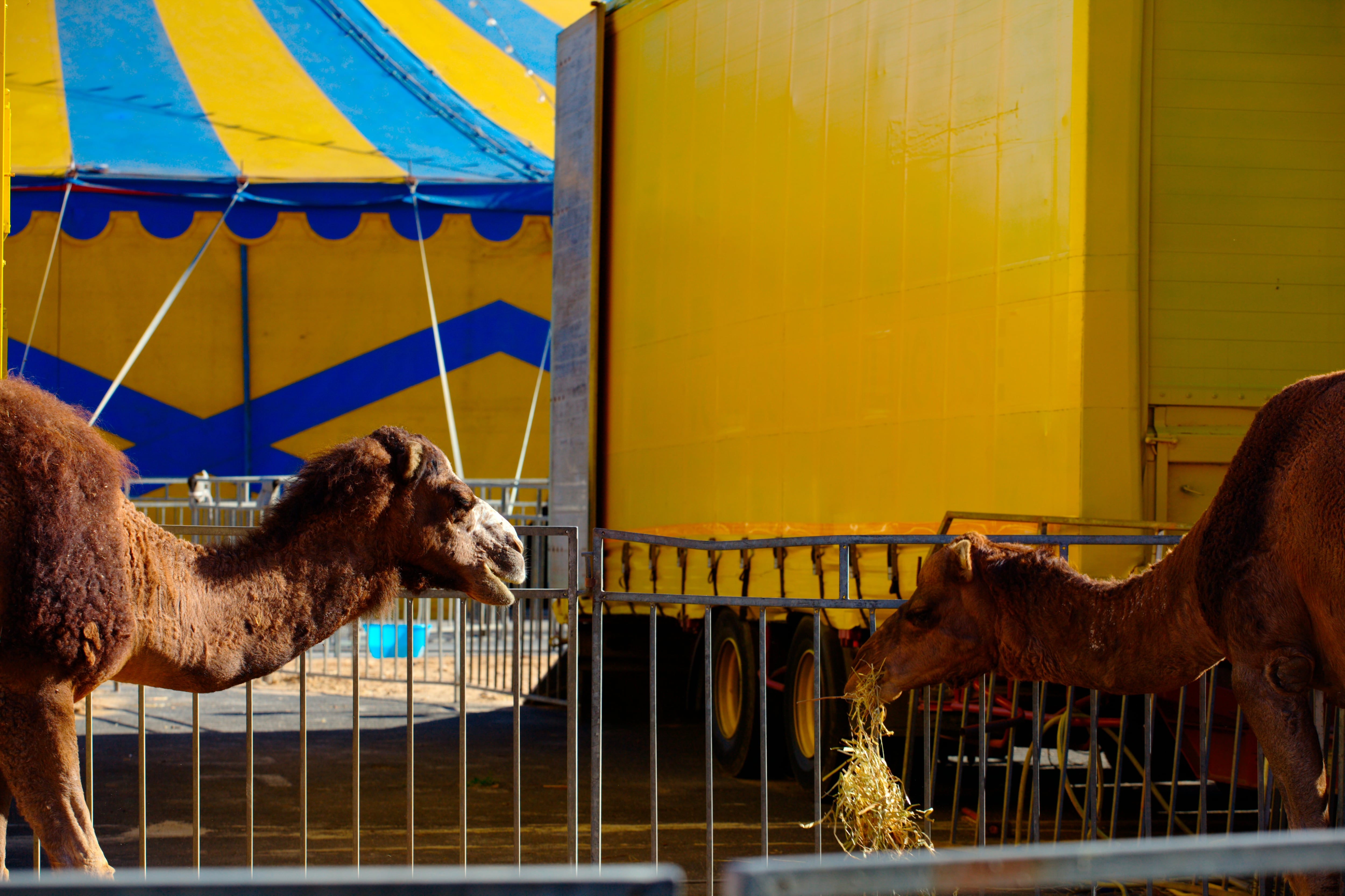 Dos dromedarios en las instalaciones de un circo, en una imagen de archivo