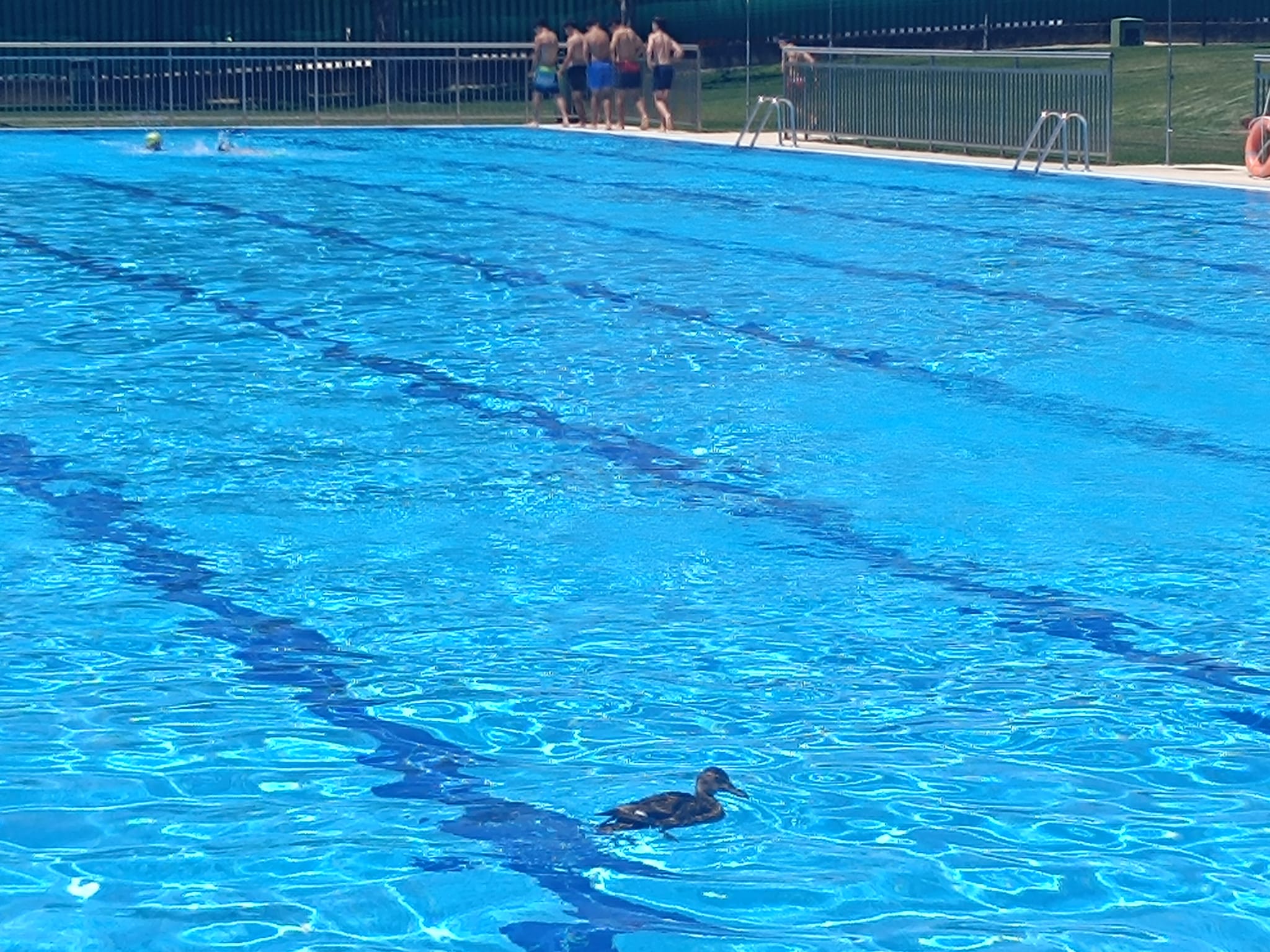 Un pato aprovecha también la apertura de las piscinas placentinas