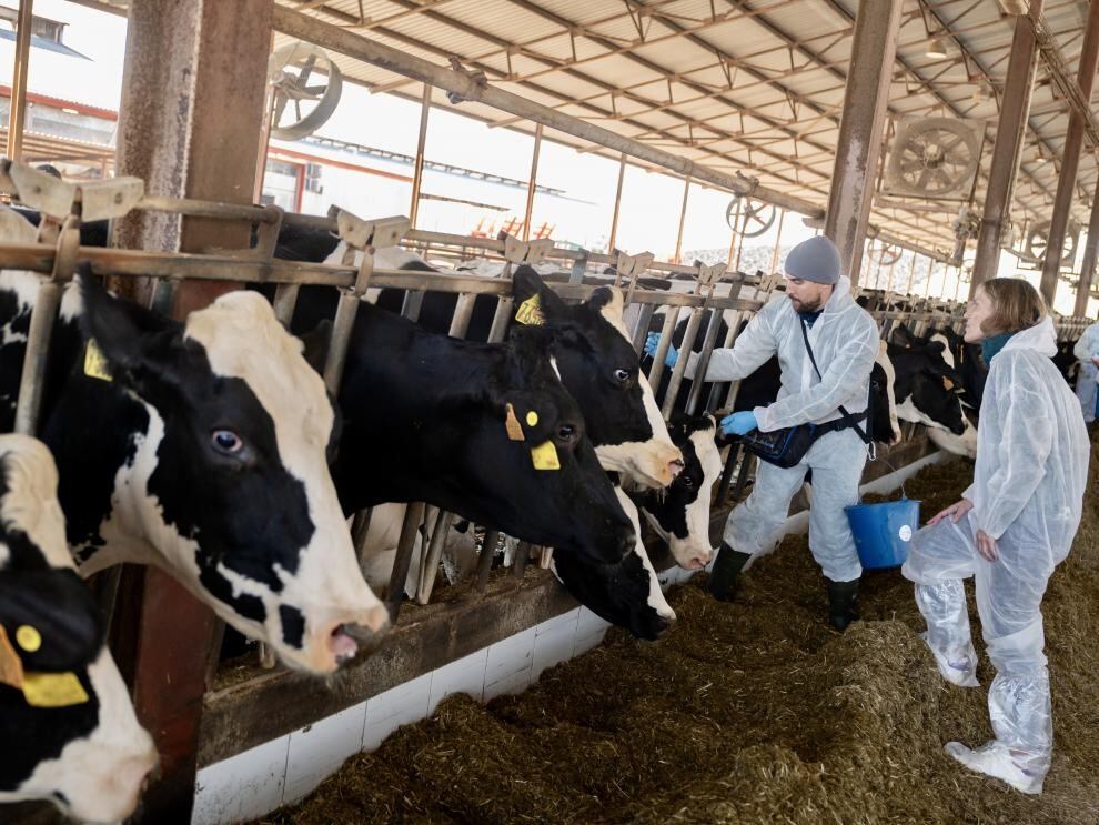 Continúa la campaña de vacunación contra la dermatosis nodular en Aragón con las primeras 30.000 dosis disponibles. Foto: Fabian Simón