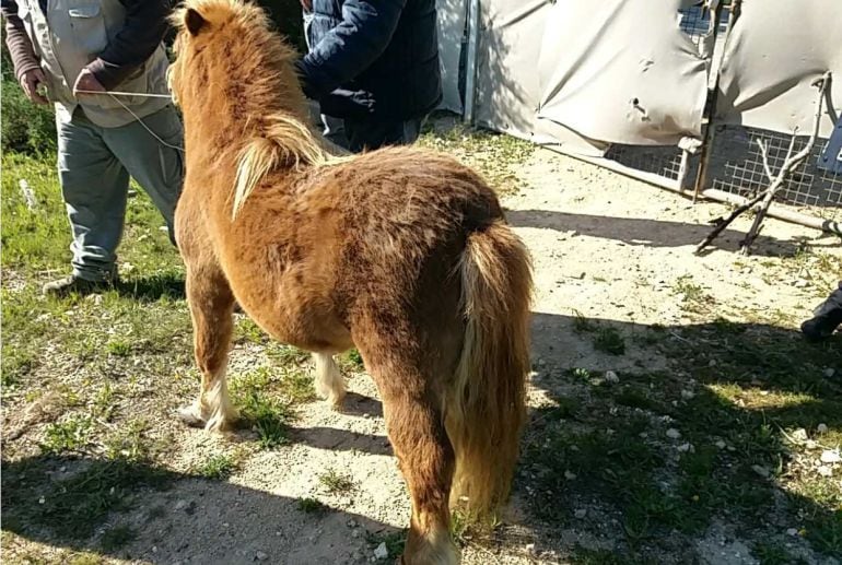 Pony rescatado en Altabix