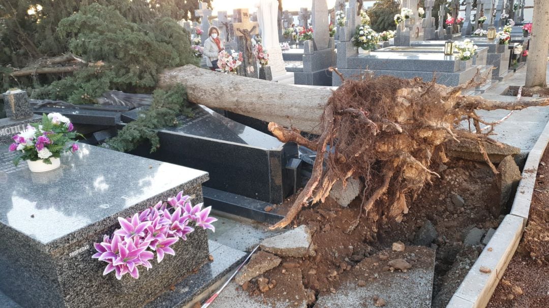 Imagen de la caída de un árbol de grandes dimensiones sobre una lápida en el cementerio de Calzada, por los fuertes vientos