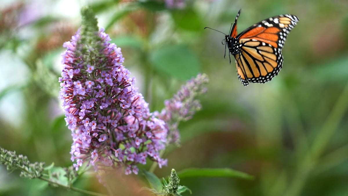 Entrevista a David Gironés. Mostra de Cinema de Medi Ambient d’Ontinyent