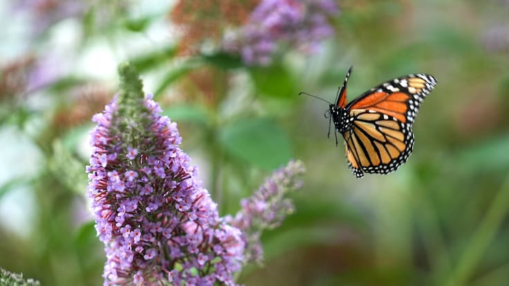 Entrevista a David Gironés. Mostra de Cinema de Medi Ambient d’Ontinyent