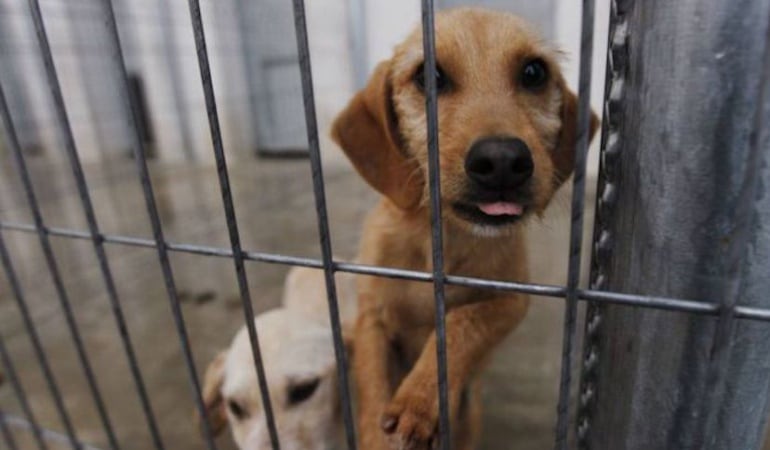 Perro abandonado en un refugio de animales