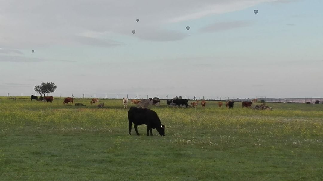 UCCL alerta de varios aterrizajes de globos aerostáticos en fincas privadas de ganaderos de Brieva y Santo Domingo de Pirón