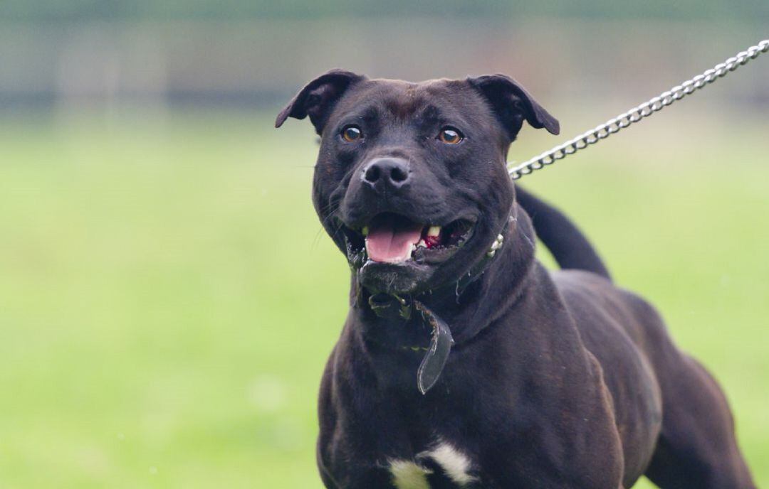 Perro de la raza American Staffordshire Terrier