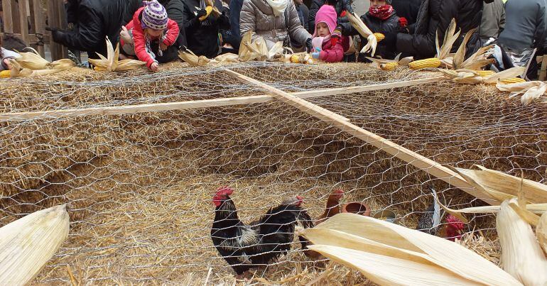 Capons, galls d'indis i altres animals vius. Es podran trobar en el Mercat de Santa Llúcia de Balaguer.
