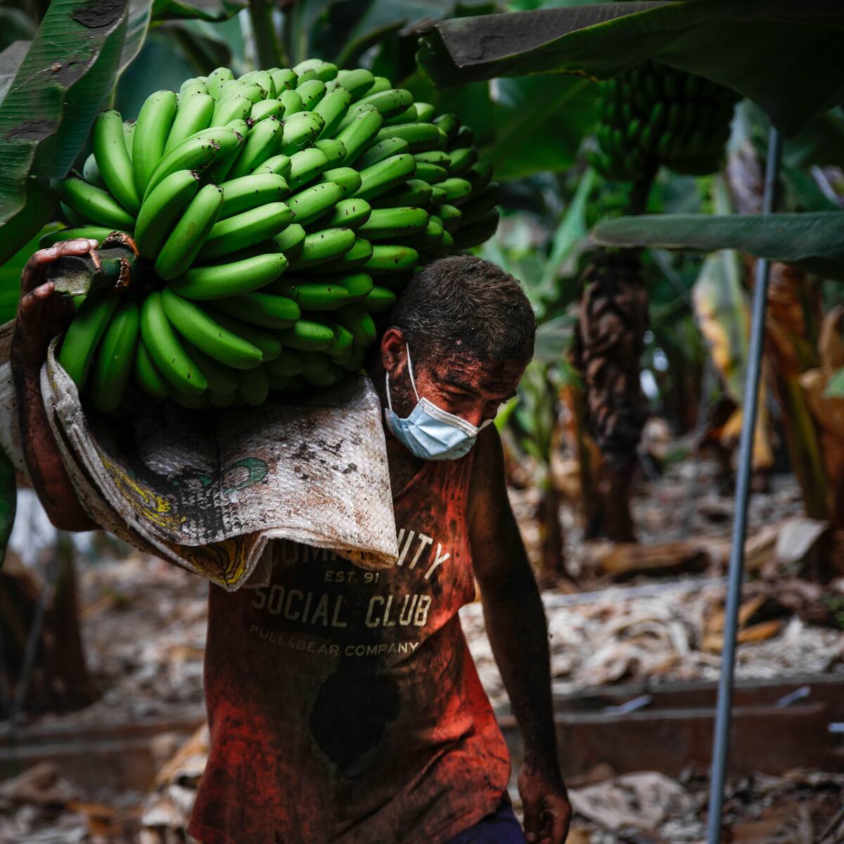 El campo palmero rechaza la intromisión de organizaciones regionales ausentes durante la reconstrucción