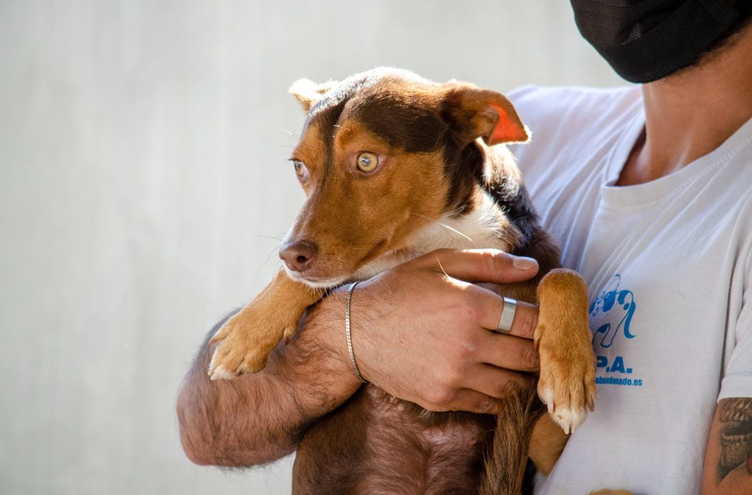 El desfile de este domingo cuenta con la colaboración de la protectora de animales AUPA. 