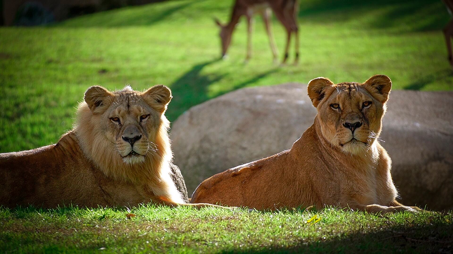 Leonas de BIOPARC València