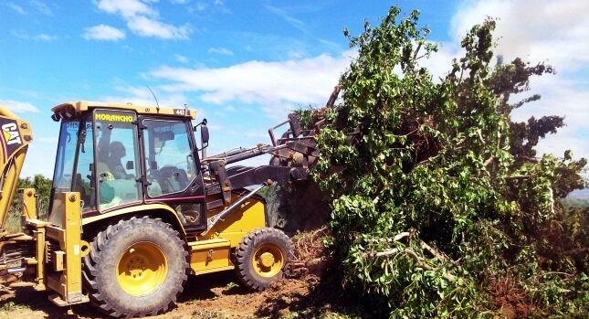 Un tractor arrenca un perer en aquesta campanya contra el foc bacterià