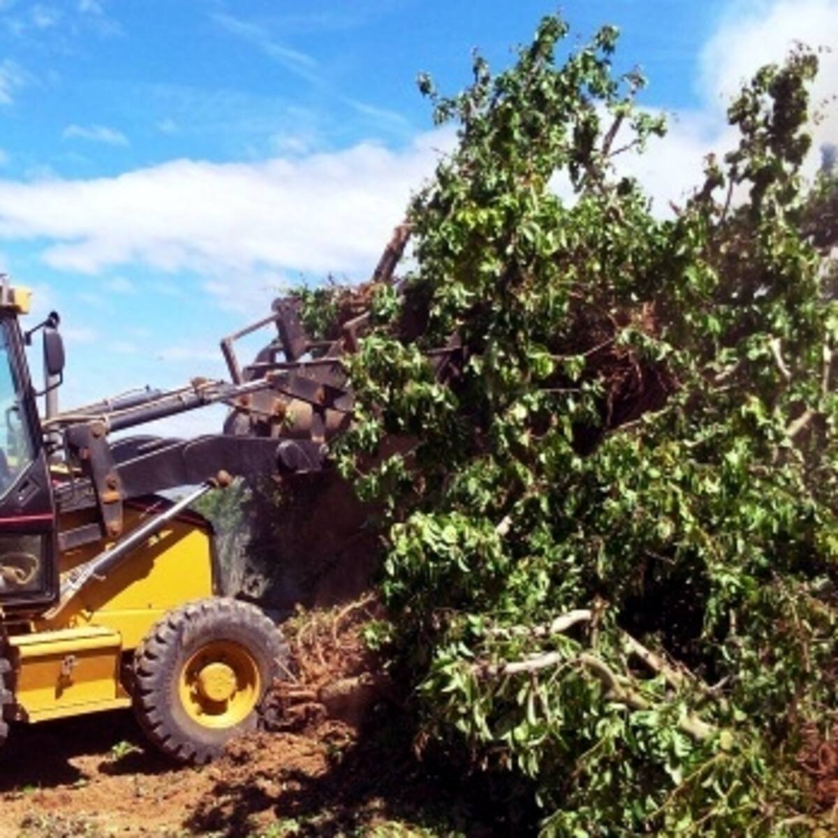 Agricultura demana als pagesos atenció al foc bacterià davant nous focus